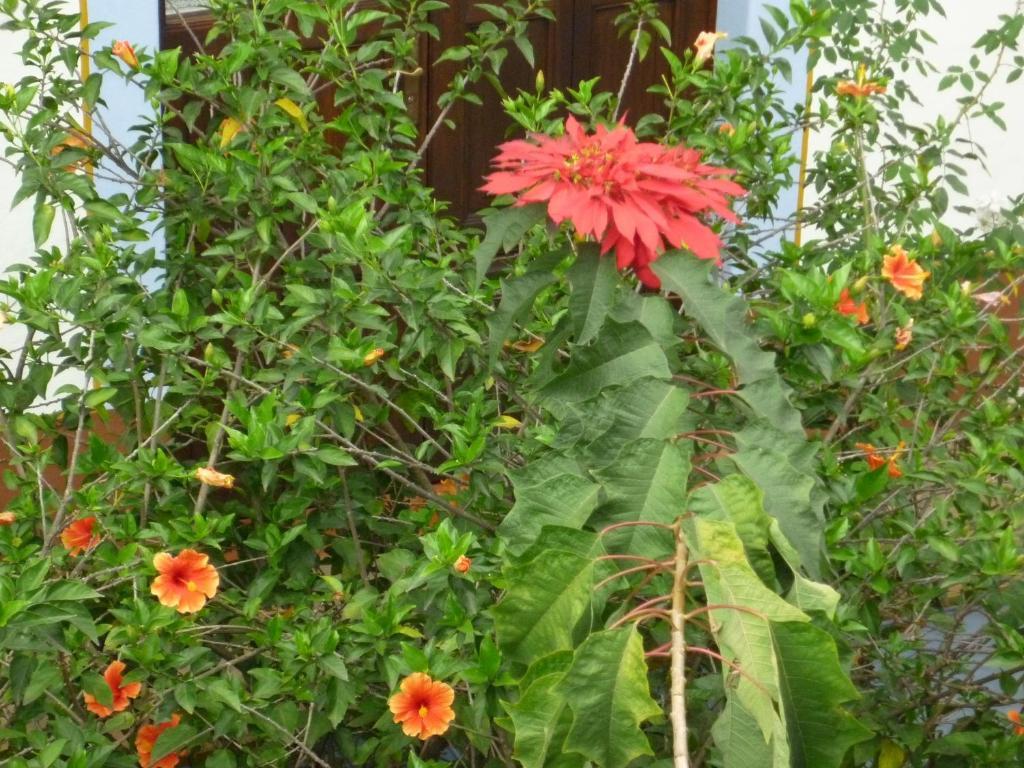 ホテル Meson Del Alferez Coatepec コアテペク エクステリア 写真